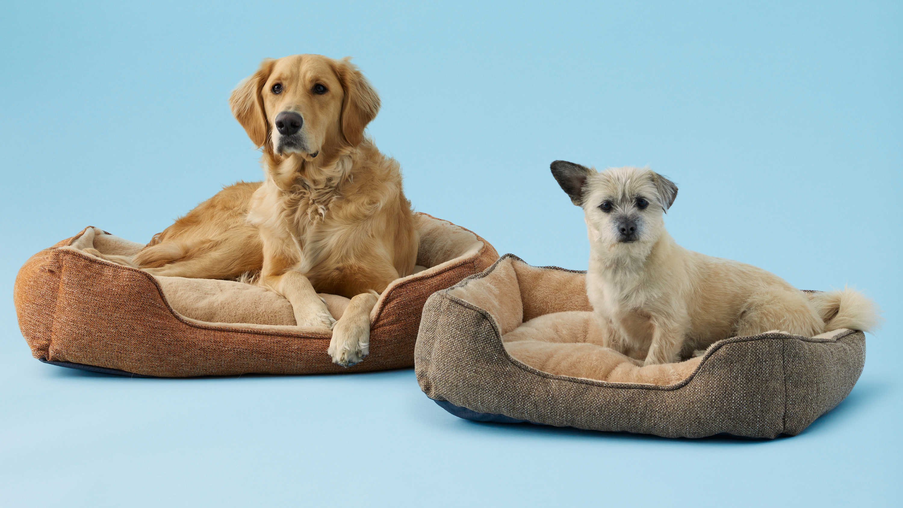 Gucci dog bed for sale, luxury dog beds