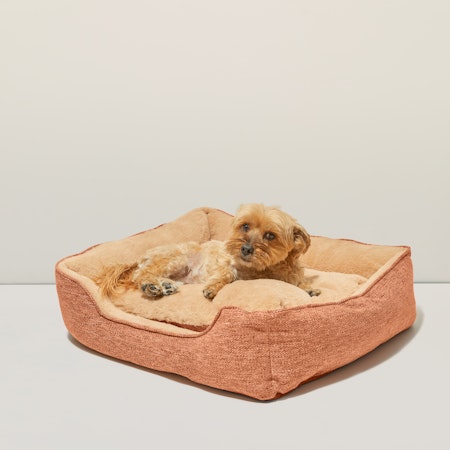 Gucci Pet Bed